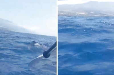 Dramatic Footage Shows Kayaker Frantically Fending Off Hammerhead Shark