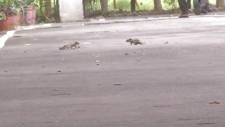 MP University Students Launch Unique Campaign to Save Lives of Squirrels in Campus