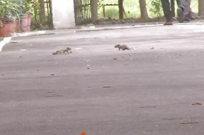 MP University Students Launch Unique Campaign to Save Lives of Squirrels in Campus