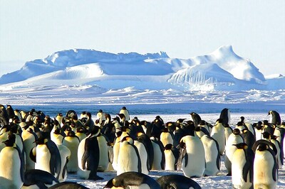 Scientists Find a Previously Unknown Mega-colony of Penguins on Antarctic Islands