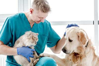 World Veterinary Day 2022: Date, Theme, History and Significance