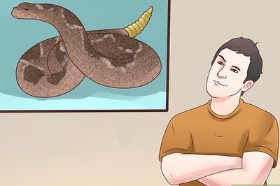 How to Avoid a Rattlesnake Attack