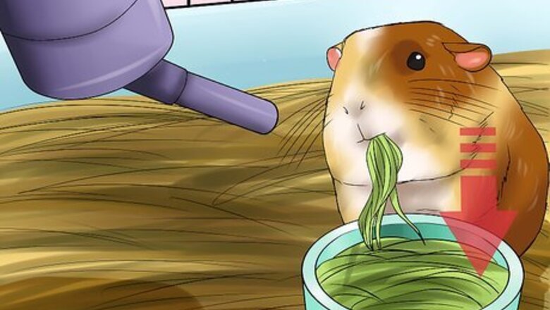 How to Know if a Pet Guinea Pig Is Ill