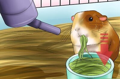 How to Know if a Pet Guinea Pig Is Ill