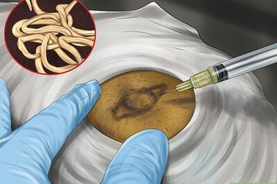 How to Rehome an Older Dog