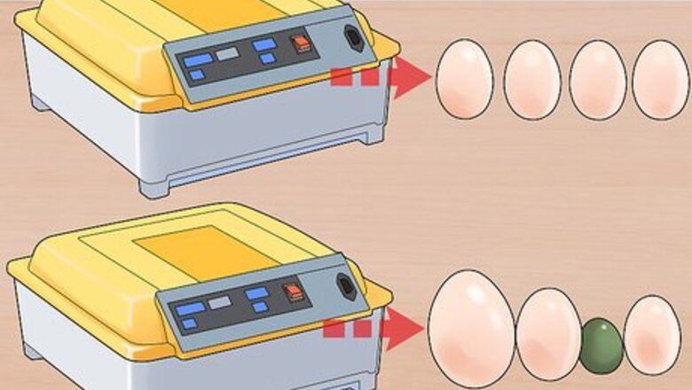 How to Buy an Egg Incubator