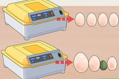 How to Buy an Egg Incubator