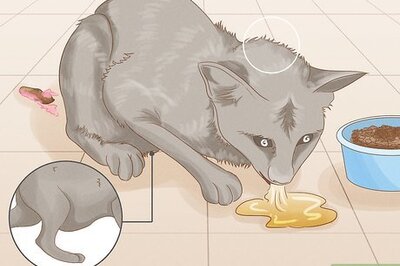 How to Get Rid of Worms in Cats