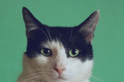 Empower Your Pet's Wellbeing: Take Control of Their Diet Today