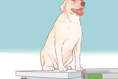 How to Encourage Dogs to Mate Naturally