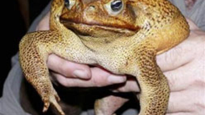 Monster cane toad found in Australia