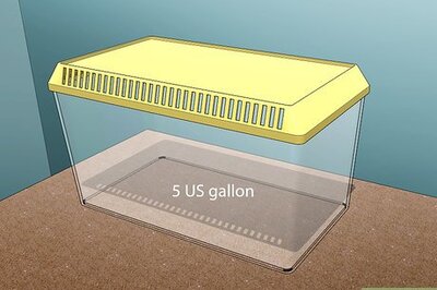 How to Care for Millipedes