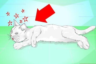 How to Make a Cat Throw Up