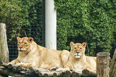 Lahore Zoo is Auctioning 12 Lions as it Has No Money to Feed the 'Growing' Cats