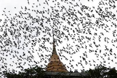 Bat Bot: A Flying Robot Which Mimics Bats