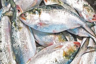 In Bengal's Murshidabad, Prices Of Hilsa Drop Ahead Of Jamai Sashti