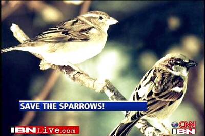 Will Chennai wake up to their chirps again?