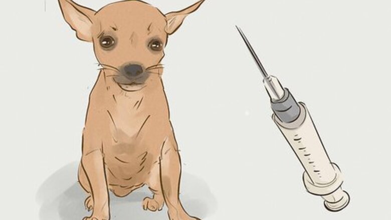 How to Prevent a Rabies Infection