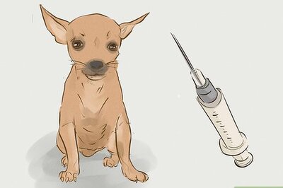 How to Prevent a Rabies Infection