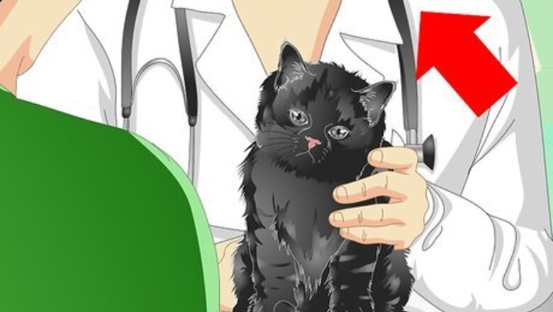 How to Care for an Overweight Cat