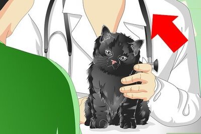 How to Care for an Overweight Cat