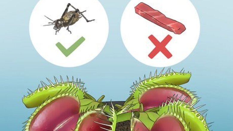 How to Feed Carnivorous Plants