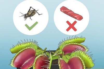 How to Feed Carnivorous Plants