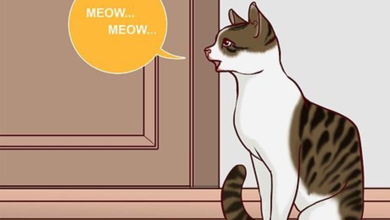 How to Speak Cat