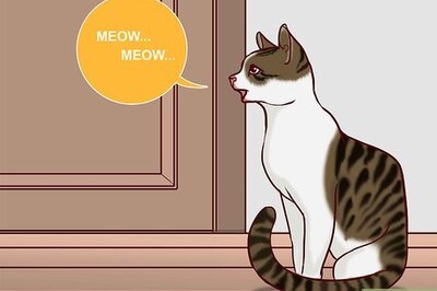 How to Speak Cat