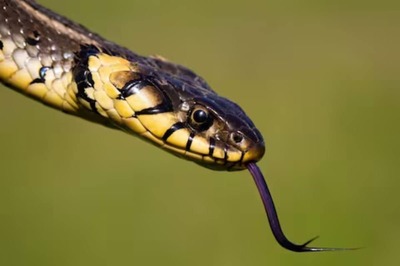 Explained: Why Snakes Frequently Flick Their Tongues