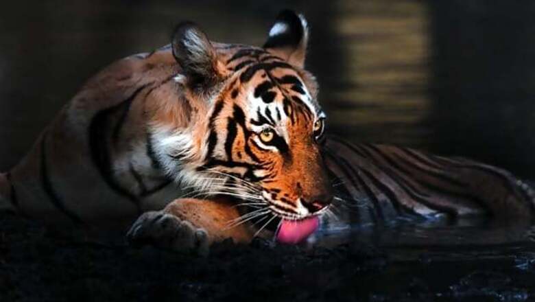 West Bengal: Tiger carries away woman