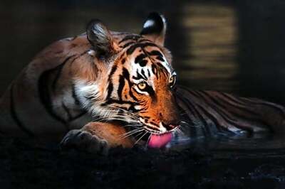 West Bengal: Tiger carries away woman