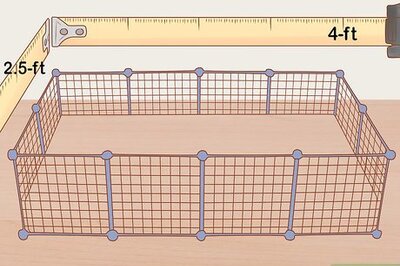 How to Care for a Crested Guinea Pig