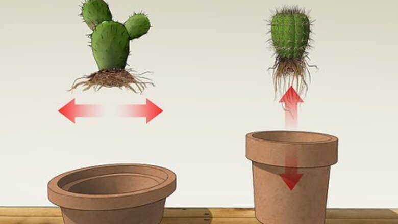 How to Care for a Cactus