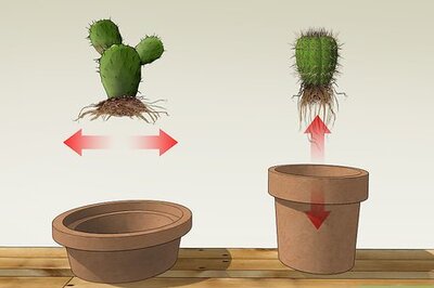 How to Care for a Cactus