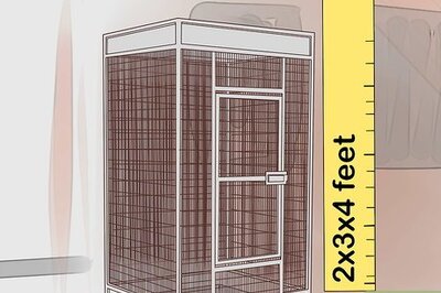 How to Raise an African Grey Parrot