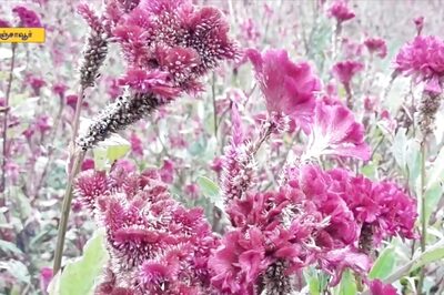 In This Tamil Nadu Village, Farmers Struggle With Unexpected Rains During Flower Cultivation