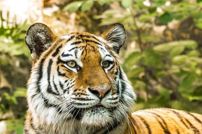 Tiger Attacks Farmer, Leaves His Half-Eaten Body at Dudhwa National Park