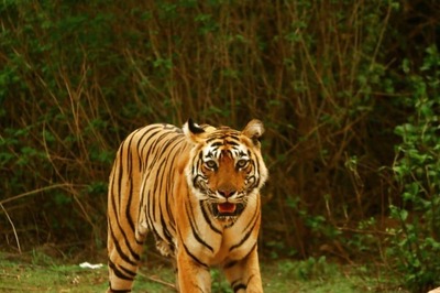 International Tiger Day 2024: History, PM Modi’s Top Quotes, and India’s 10 Most Famous Tigers and Tigresses