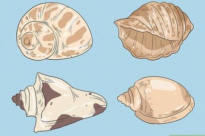 How to Help a Hermit Crab Change Shells