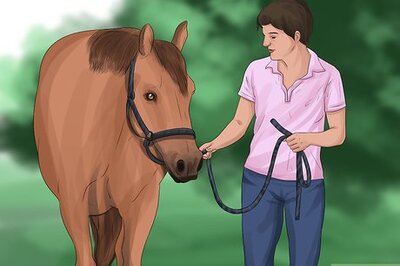 How to Care for Your Horse After Riding