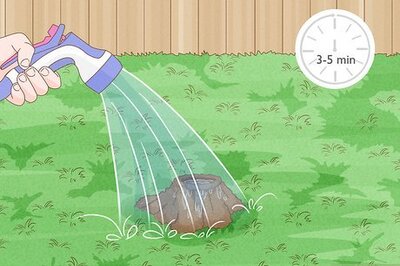 How to Get Rid of an Ant Hill