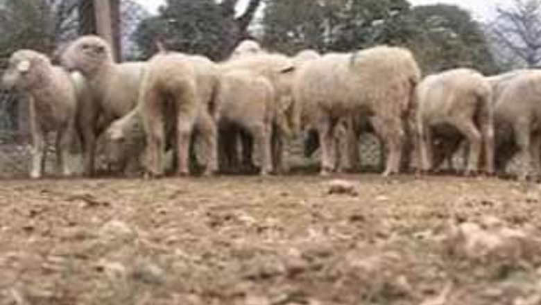 Sheep embryo farming to supplement J-K's meat demand