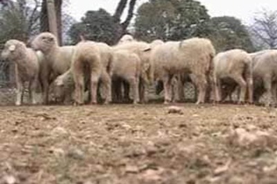 Sheep embryo farming to supplement J-K's meat demand