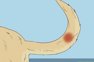 How to Wrap Your Dog's Tail in a Bandage