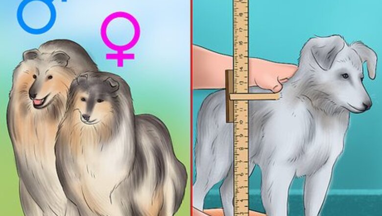 How to Identify a Collie