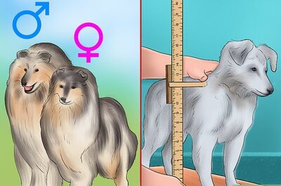 How to Identify a Collie