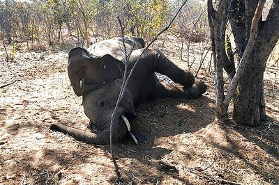 Zimbabwe Elephants Died From Bacterial Disease, Say Experts