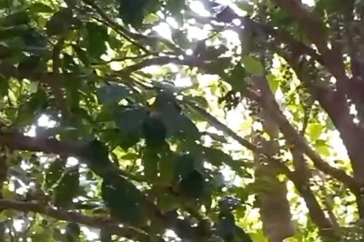 In Jalpaiguri’s Dhapganj, Latkan Fruit Cultivation Is Helping Farmers Make Profit