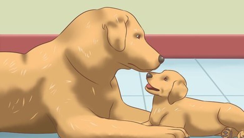 How to Stop Dogs from Biting